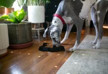 How Puzzle Bowls Promote Dog Weight Loss