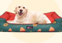 Pet Clothing Industry Size: Unveiling the Dimensions of a Growing Market