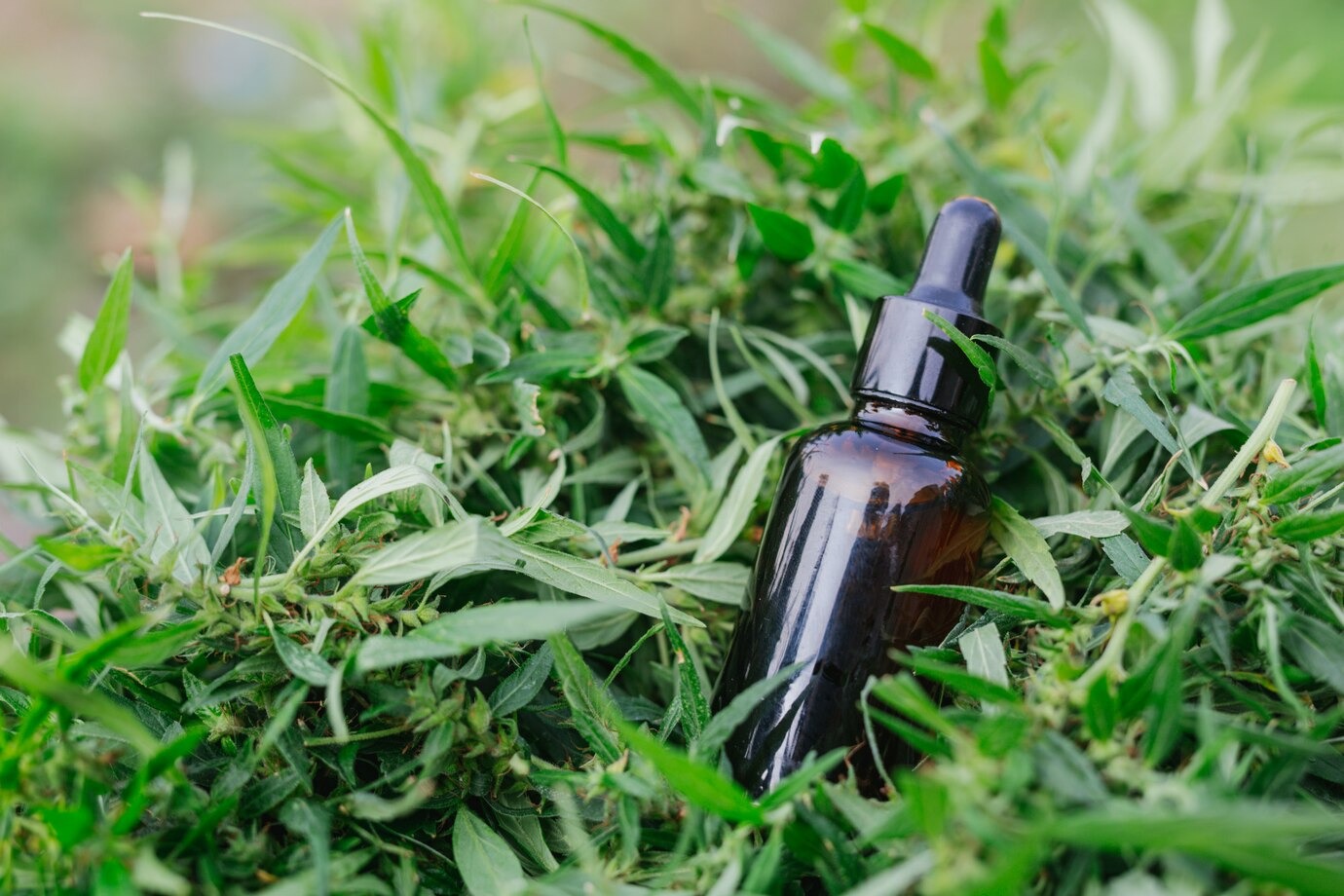 cbd oil in grass