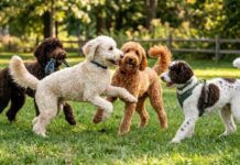 Goldendoodle Colors And Patterns: Cream, Apricot, Chocolate, Parti